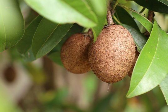 Sapodilla fruit on tree