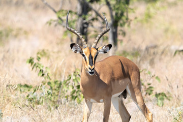 Empalas Etoscha Nationalpark