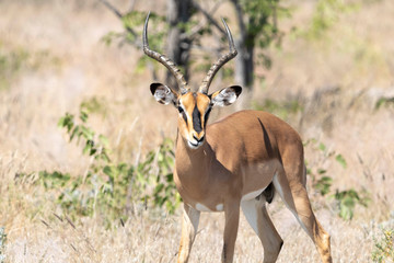 Empalas Etoscha Nationalpark