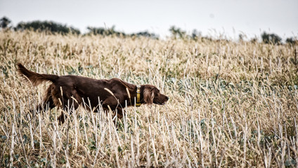 Red irish setter dog in field. Point a bird.