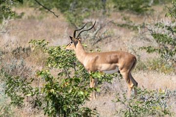 Empalas Etoscha Nationalpark