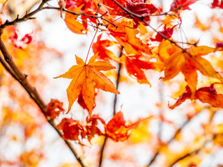 Colorful leaves in forest in Japan autumn