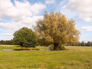 crane fly summer day close up macro on wood bark outside nature