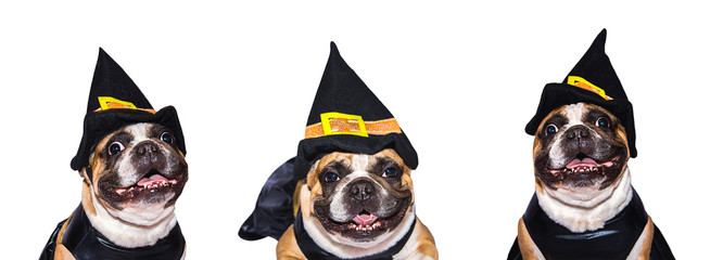 Set of images of French Bulldog in halloween costumes isolated on a white background.