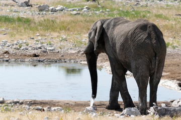 Elefanten Etoscha Nationalpark