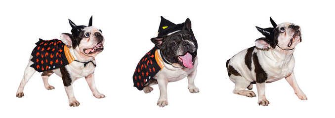Set of images of French Bulldog in different halloween costumes isolated on a white background.