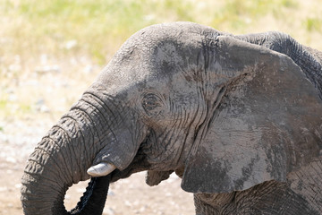 Fototapeta na wymiar Elefanten Etoscha Nationalpark