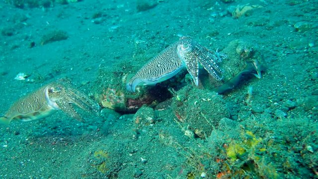 mating season cuttlefish - Pharaoh Cuttlefish (Sepia pharaonis) Bali, Indonesia