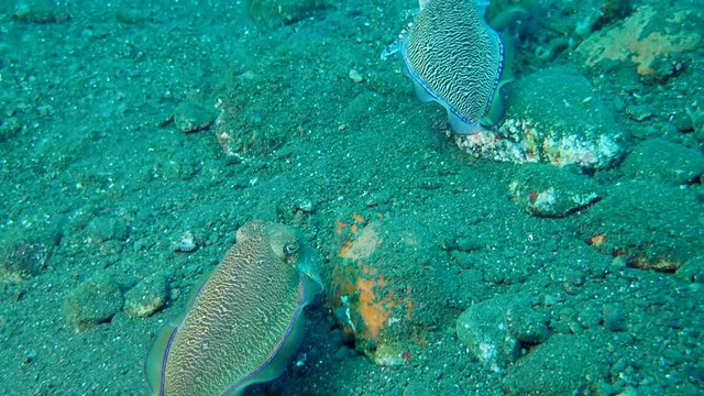 mating season cuttlefish - Pharaoh Cuttlefish (Sepia pharaonis) Bali, Indonesia