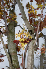 Acer platanoides crimson king 
