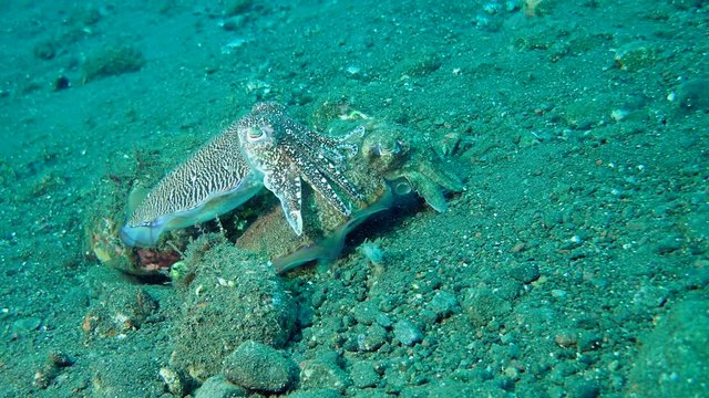 mating season cuttlefish - Pharaoh Cuttlefish (Sepia pharaonis) Bali, Indonesia