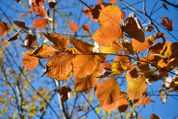 Beautiful autumn multicolored hazel leaves. Red, yellow, green against a blue sky. Close-up.