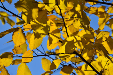 Autumn branch with yellowing leaves hazel against blue sky