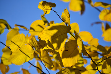Autumn branch with yellowing leaves hazel against blue sky