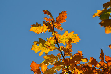 Oak branches with autumn colored leaves close-up. yellow, red, green autumn leaves against the blue sky.