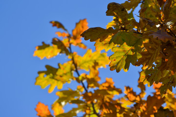 Oak branches with autumn colored leaves close-up. yellow, red, green autumn leaves against the blue sky.