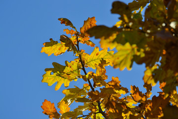 Oak branches with autumn colored leaves close-up. yellow, red, green autumn leaves against the blue sky.
