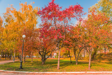 Autumn foliage in the park. October, Moscow
