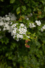 Crataegus monogyna