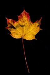 Sycamore Tree Leaf Decaying Autumn Red, Orange, Yellow, On Black Background