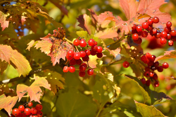 Obraz premium Beautiful bush of Red Viburnum medicinal plant with bunches of bright red berries and fresh green leaves in sunlight.