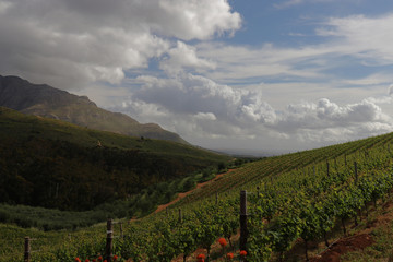 Naklejka premium Weinlandschaft