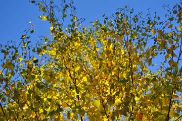 Beautiful light and shadow on the yellow and green leaves of birch. Autumn sunny day. Light and shadow. Warm autumn.