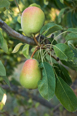 Pyrus communis