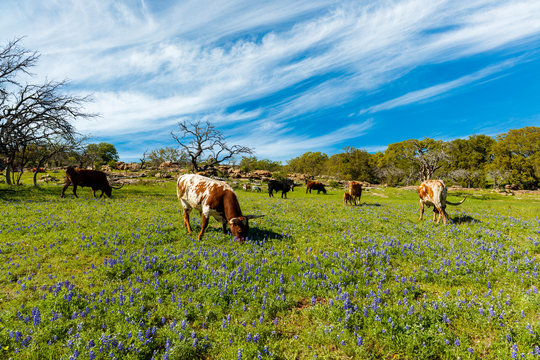 Cattle Grazing In A Bluebonnet Field On A Ranch In The Texas Hill Country.