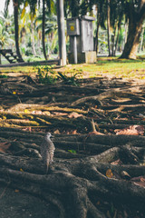 Birds come to the tree in the garden.