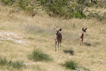 Kudu 