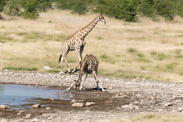 Fototapeta na wymiar Giraffe Etoscha Nationalpark