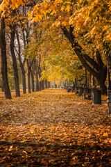 Autumn foliage in the park. October, Moscow