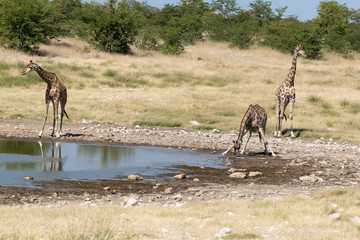 Giraffe Etoscha Nationalpark