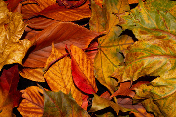 Golden Autumn British Leaves on black Background