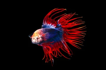 Selbstklebende Fototapeten The moving moment beautiful of siamese betta fish or splendens fighting fish or in thailand on black background. Thailand called Pla-kad or crown tail fish. © Soonthorn