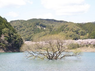 七川ダムの桜