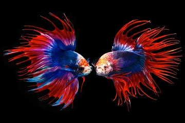 Tafelkleed The moving moment beautiful of siamese betta fish or splendens fighting fish in thailand on black background. Thailand called Pla-kad or crown tail fish. © Soonthorn