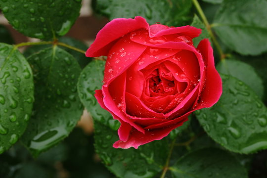 Raindrops bead on the red petals and deep green leaves of a Heathcliff Rose blooming in my garden.