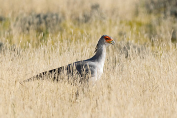 Sekretär