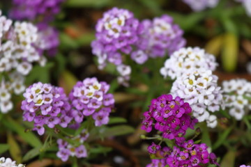 A mix of purple, lavender and white Sweet Alyssum blossoms in my garden.