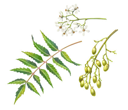 Neem tree leaf, flowers and fruit pencil illustration isolated on white