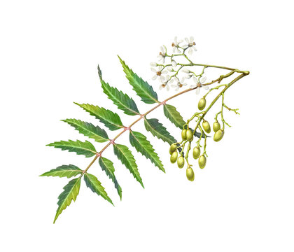 Neem tree leaf, flowers and fruit pencil illustration isolated on white