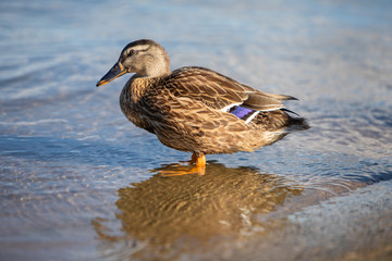 Ducks swimming in water