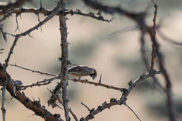 wild lebende Tiere im Etoscha Nationalpark