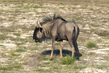 Fototapeta premium Gnu