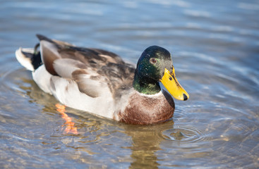 Ducks swimming in water