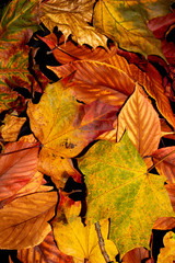 Golden Autumn British Leaves on black Background