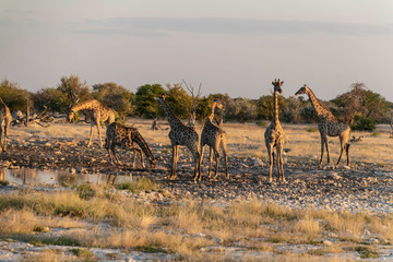 Giraffe im Etoscha Nationalpark