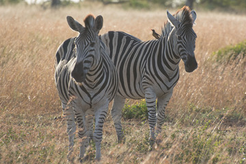 Plains Zebra (Equus quagga) in open grassland, Sabi Sands, Greater Kruger, South Africa